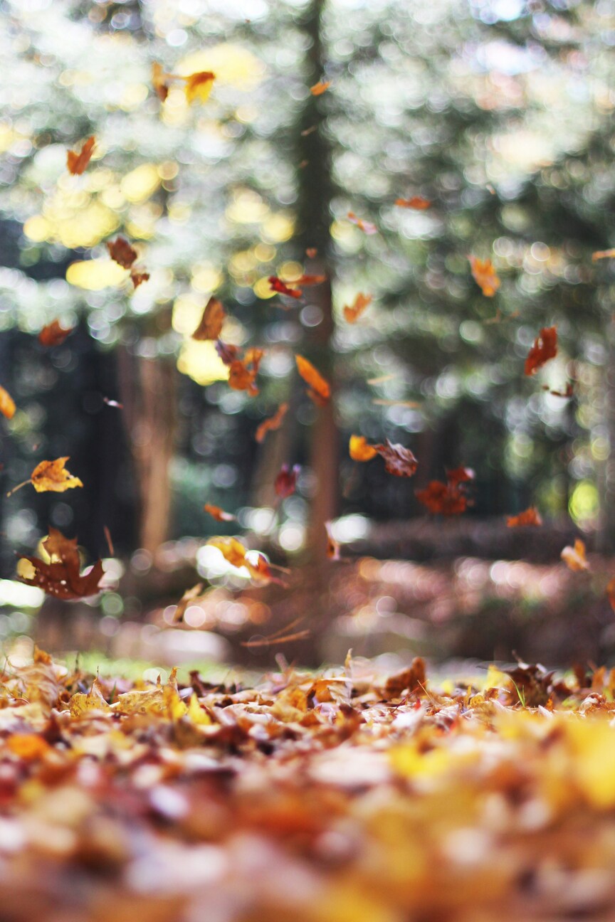 Falling Leaves